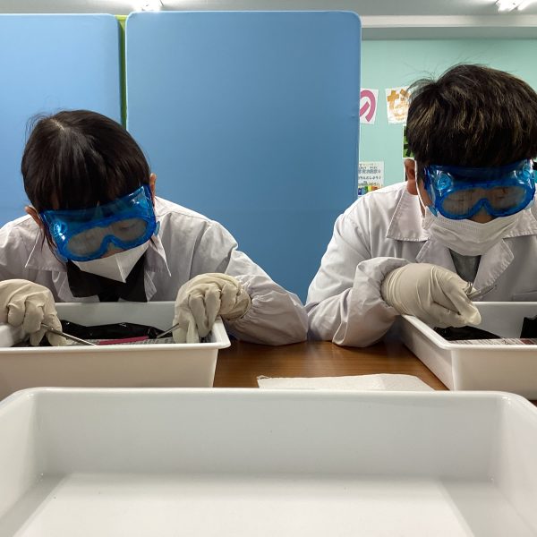 動物の体のつくりを調べる。