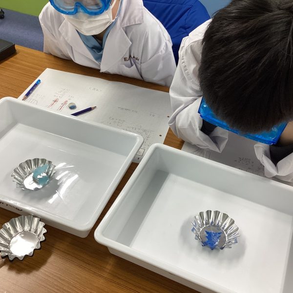 トレイでの観察