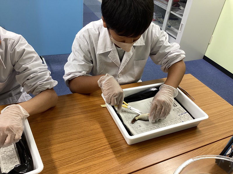 魚の解剖実験