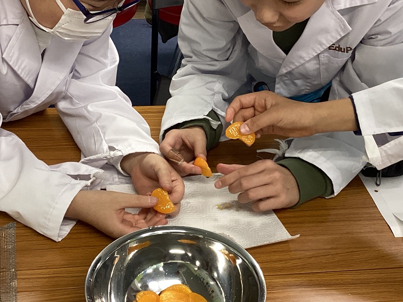 みかんの皮をとりのぞく実験